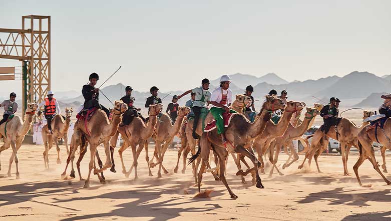 Saudi Arabia Hosts AlUla Camel Cup With Prizes Worth Over $21 million for Grabs