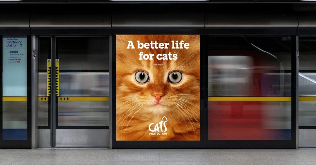 From Confusion to Clarity: Cats Protection’s Branding Makeover
